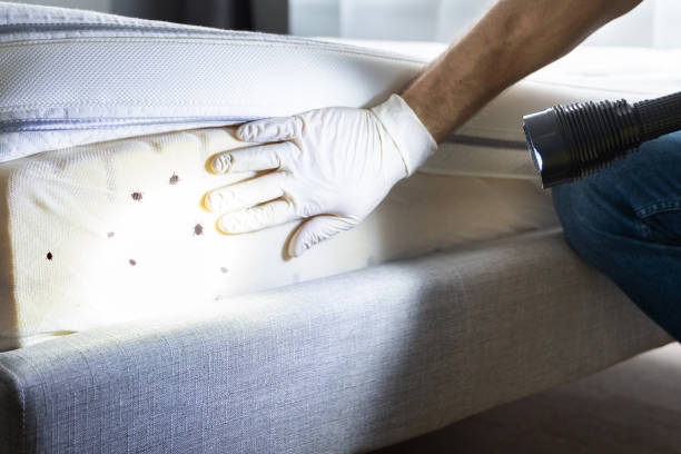 Best Affordable Pest Control Services  in Hahnville, LA