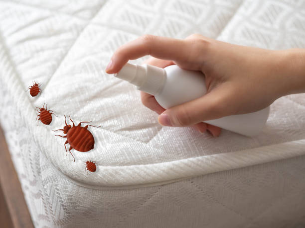 Best Local Pest Control Services  in Hahnville, LA