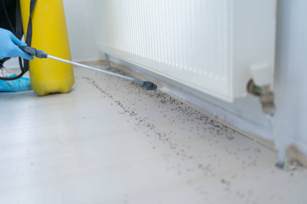 Best Ant Control Services  in Hahnville, LA
